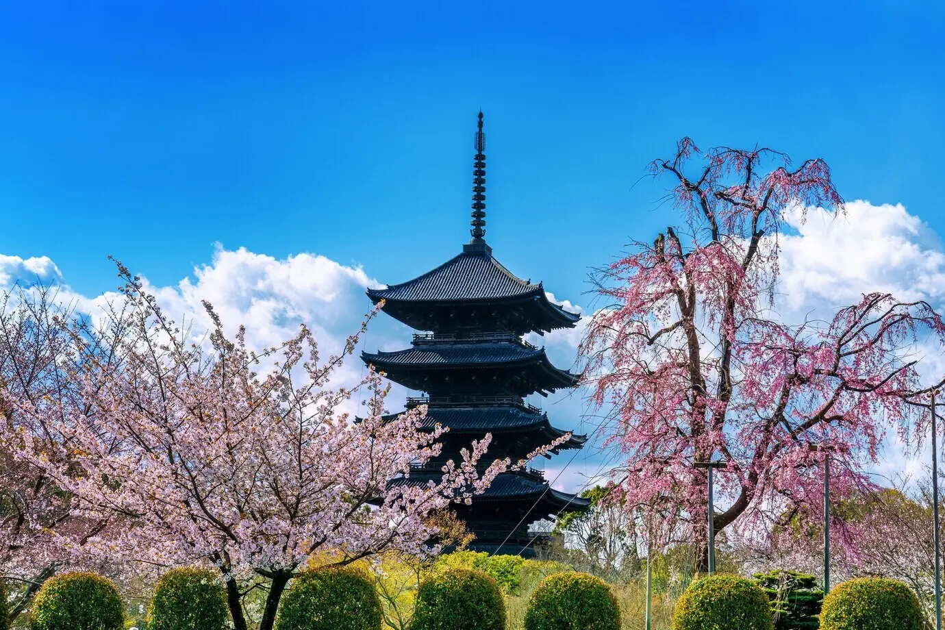 Kirschblüten und eine Pagode im Frühling in Kyoto, Japan.